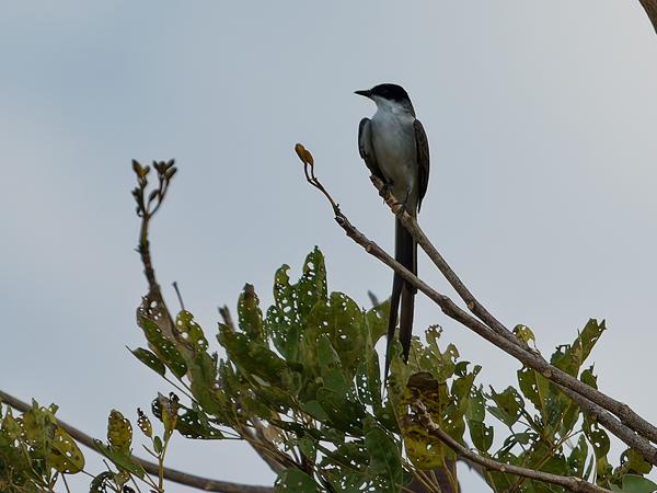 Vorkstaartkoningstiran (Tyrannus savana)